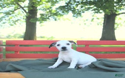 Jack Russell Terrier dogs for sale: Tia - Image 13