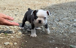 Boston Terrier dogs for sale: Tickles - Image 6