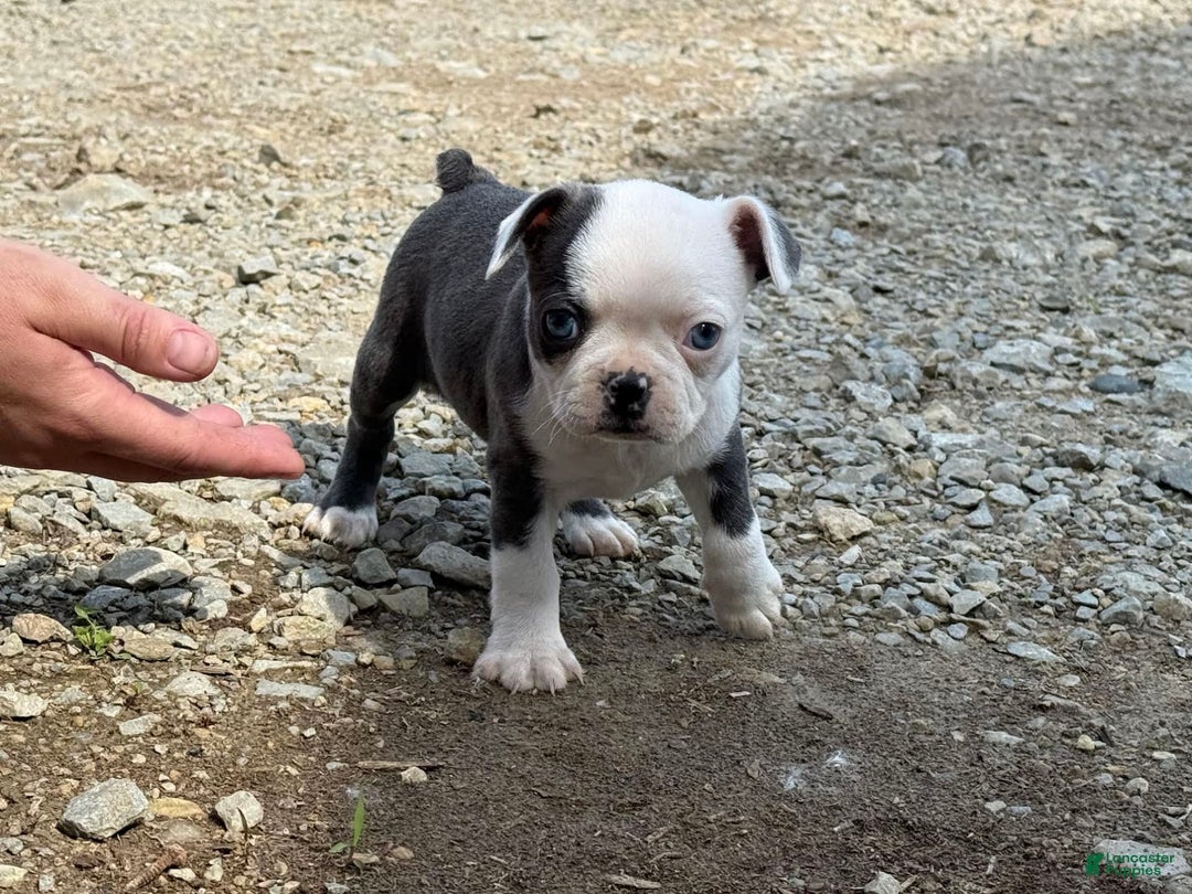 Boston Terrier dogs for sale: Tickles - Image 6