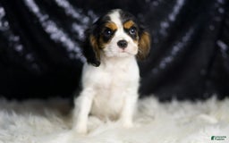 Cavalier King Charles Spaniel dogs for sale: Agate - Image 2