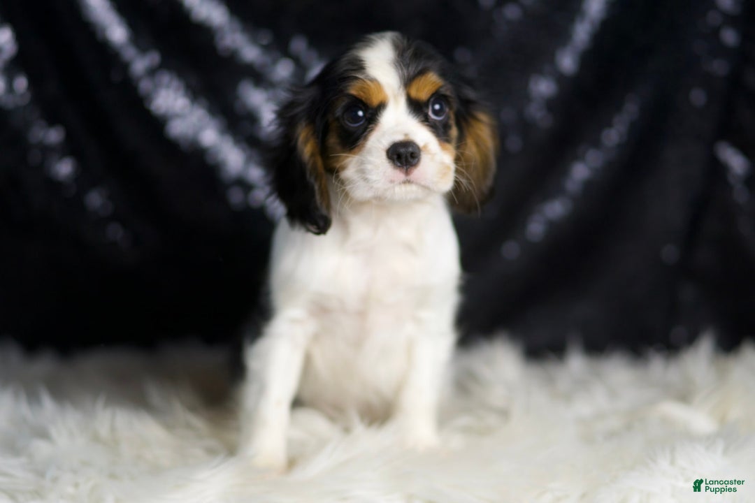 Cavalier King Charles Spaniel dogs for sale: Agate - Image 2