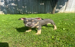 American Bully dogs for sale: Bou - Image 3