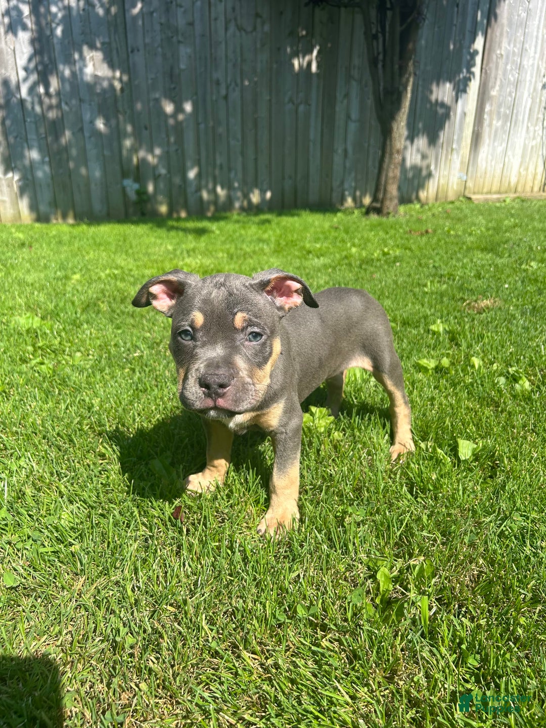 American Bully dogs for sale: Bou - Image 3
