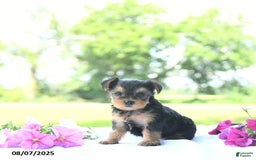 Yorkshire Terrier dogs for sale: Khloe - Image 5