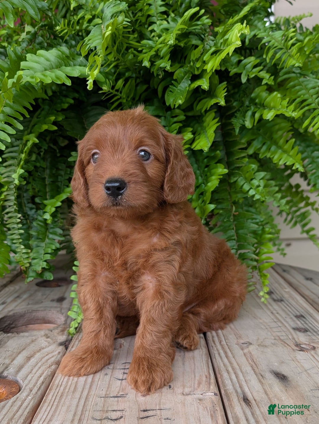 Mini Goldendoodle dogs for sale: Mini-logan - Image 20