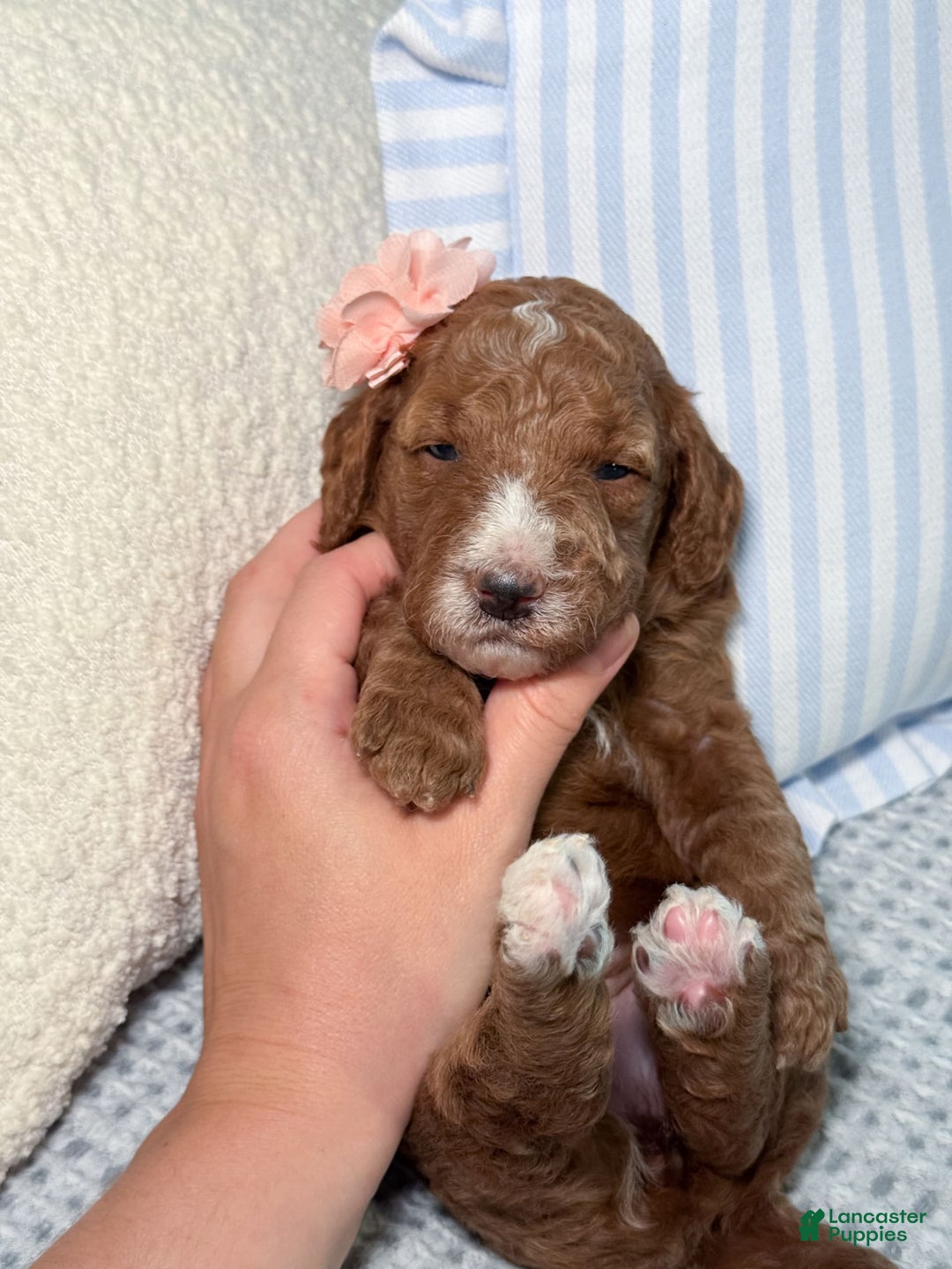 Goldendoodle dogs for sale: Caroline - Image 3