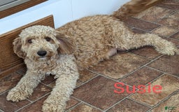 Mini Goldendoodle dogs for sale: Dixie - Image 26
