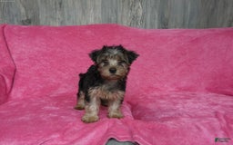 Yorkshire Terrier dogs for sale: Tank - Image 10