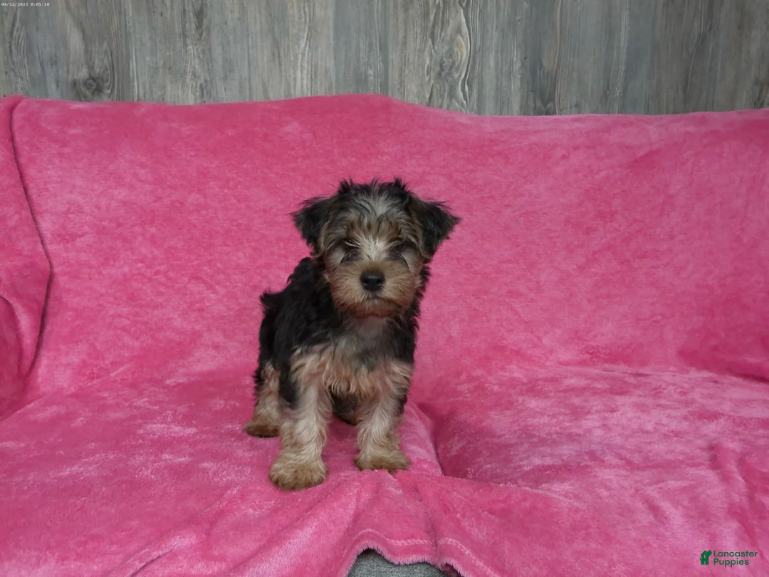 Yorkshire Terrier dogs for sale: Tank - Image 10