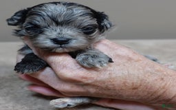 Maltipoo dogs for sale: Rare merle boy - Image 5