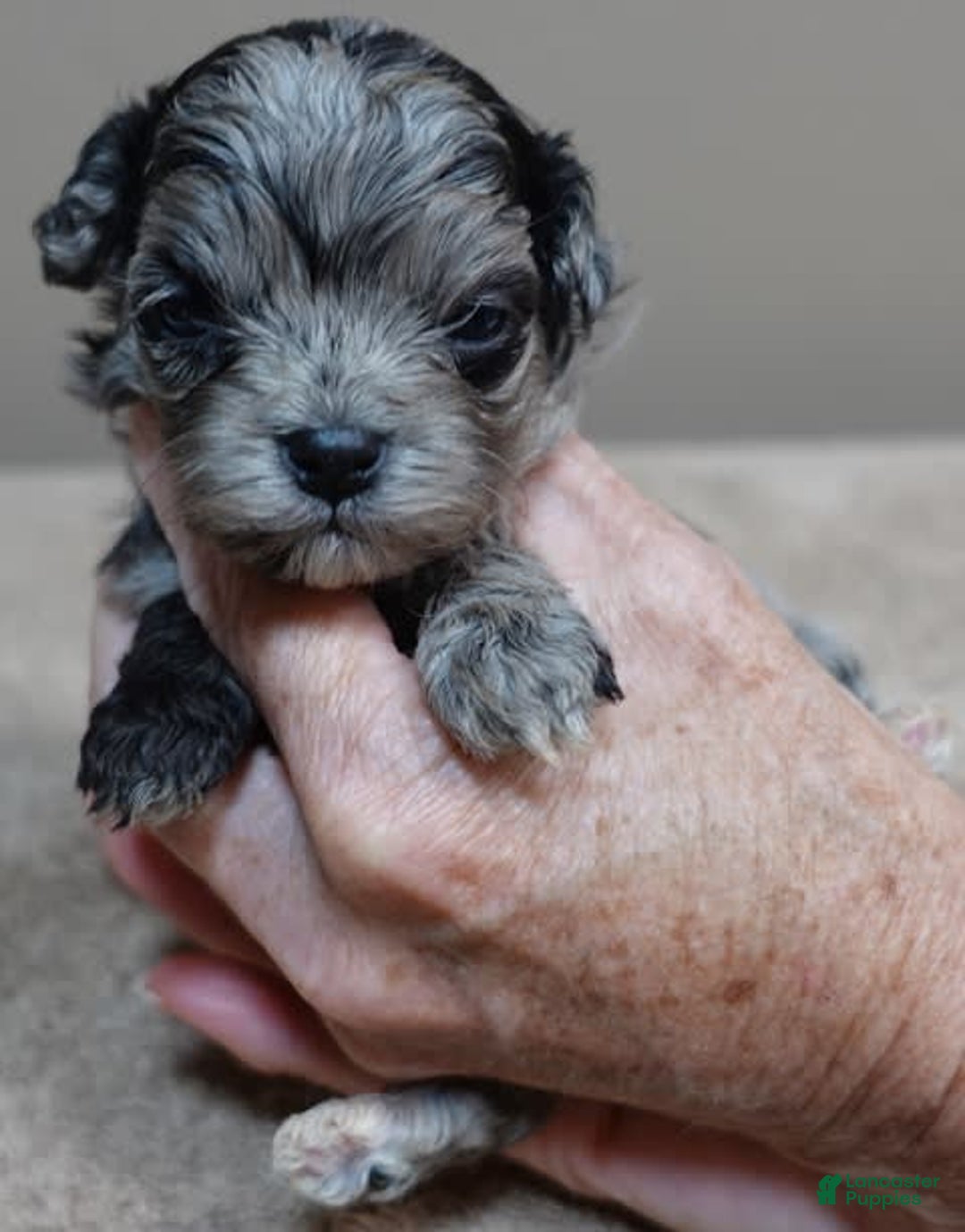 Maltipoo dogs for sale: Rare merle boy - Image 5