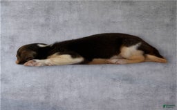 Siberian Husky dogs for sale: Venus - Image 1
