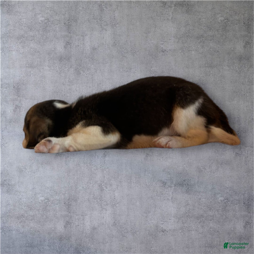 Siberian Husky dogs for sale: Venus - Image 1
