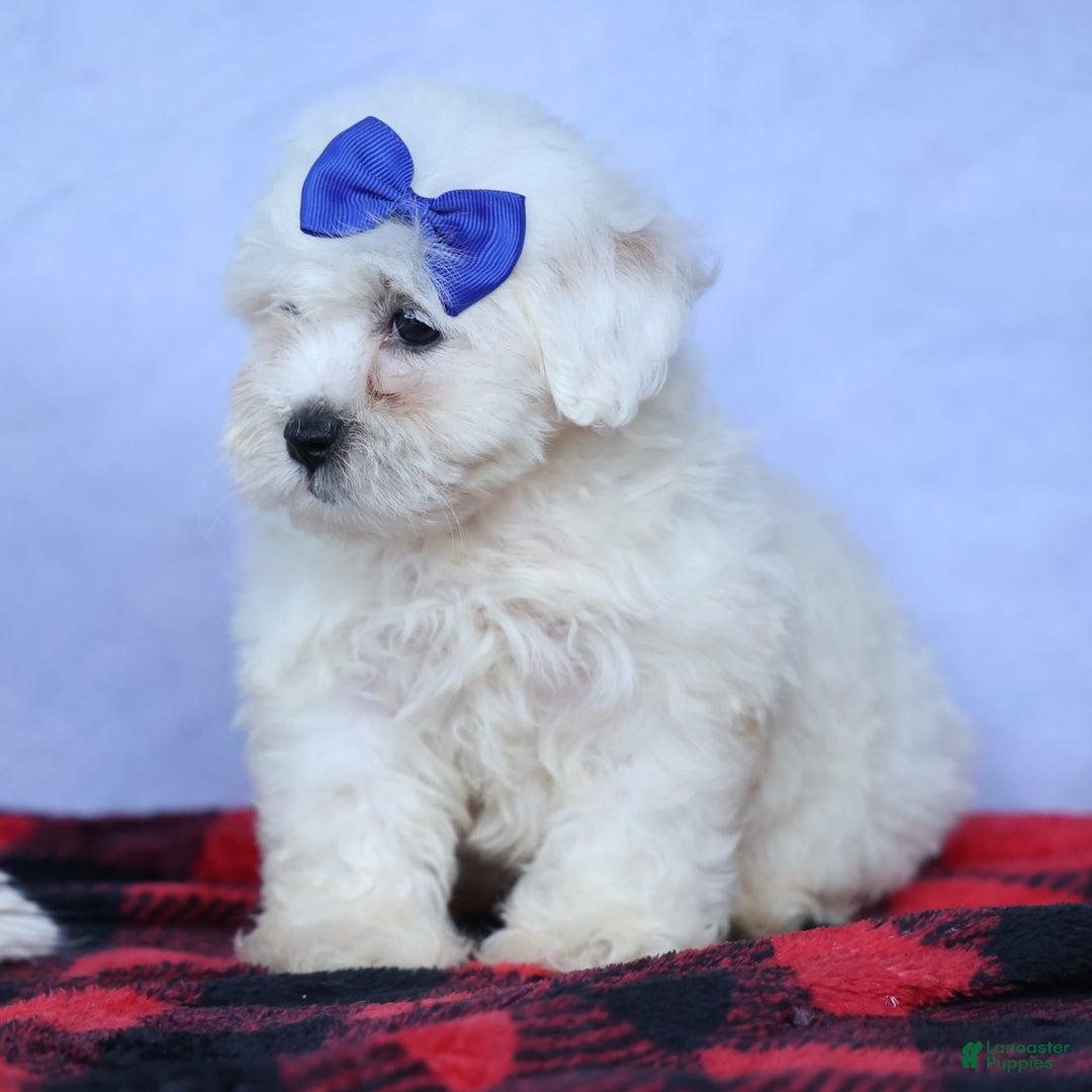 Shihpoo dogs for sale: Captain - Image 12