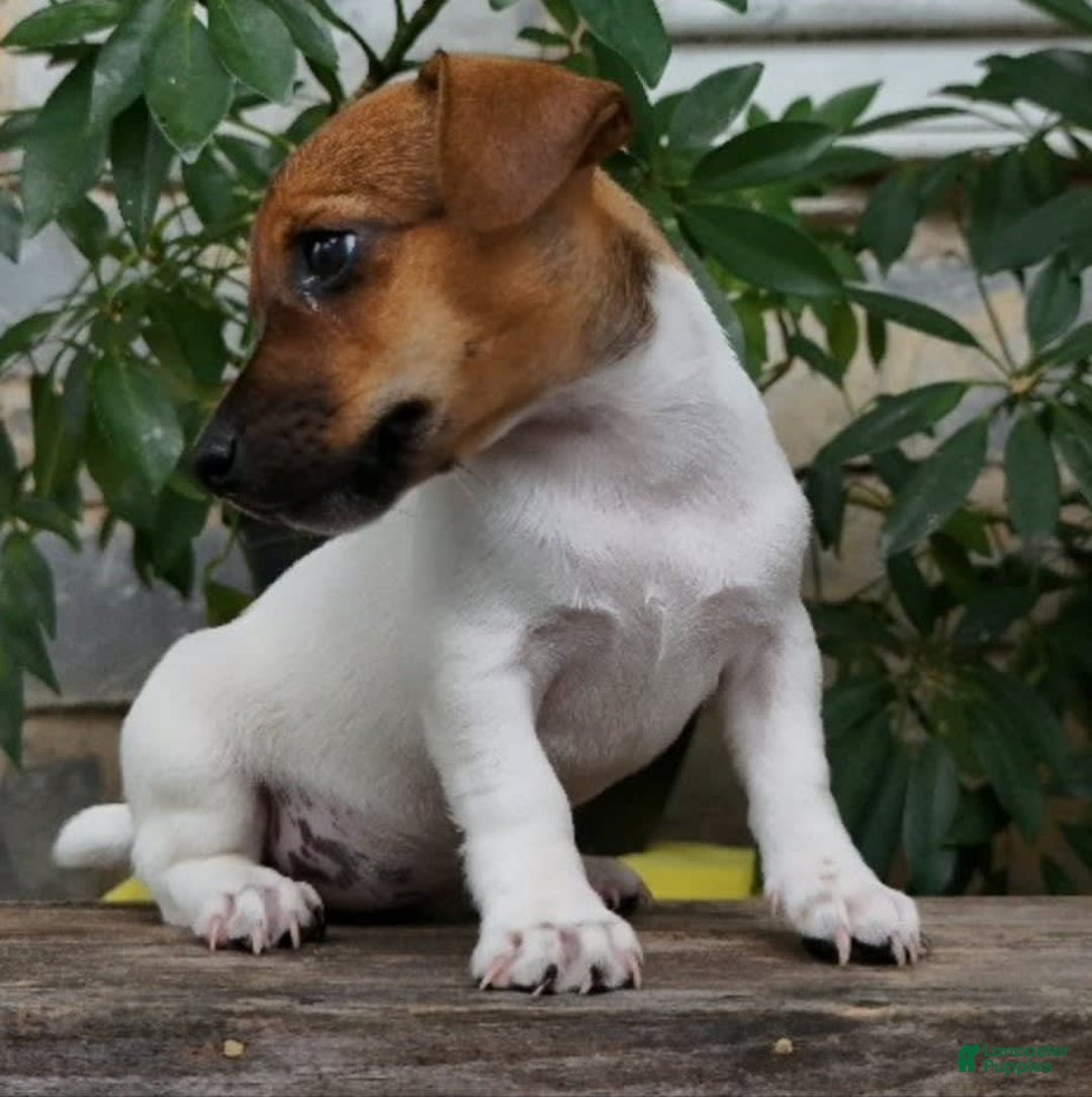 Jack Russell Terrier dogs for sale: Jewel - Image 3