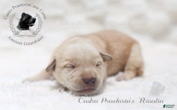 Cane Corso dogs for sale: "rosalia" - Image 5