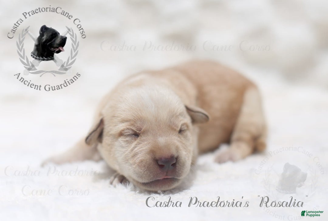 Cane Corso dogs for sale: "rosalia" - Image 5