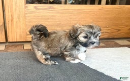 Lhasa Apso dogs for sale: Lola - Image 3