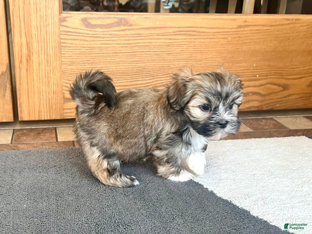 Lhasa Apso dogs for sale: Lola - Image 3