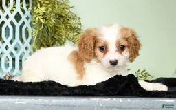 Cavapoo dogs for sale: Joey - Image 9