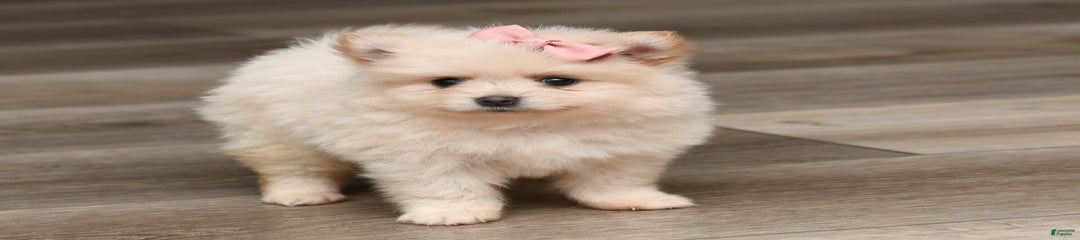 Mara