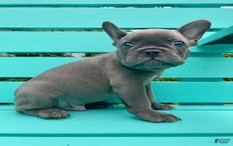 French Bulldog dogs for sale: Luna - Image 32