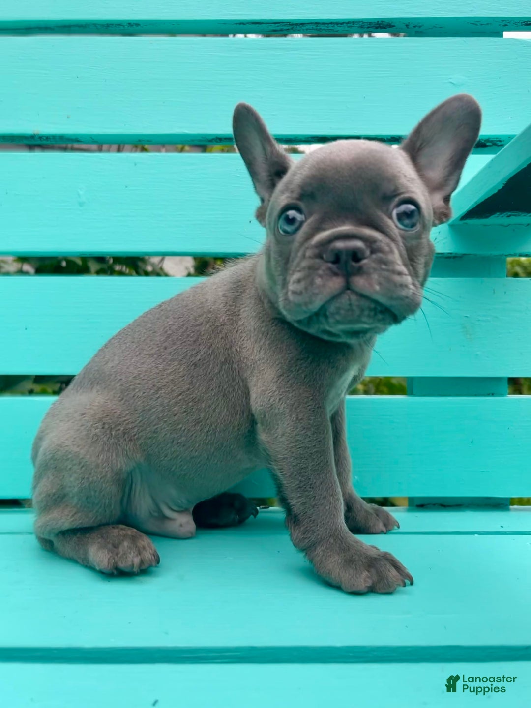 French Bulldog dogs for sale: Luna - Image 32