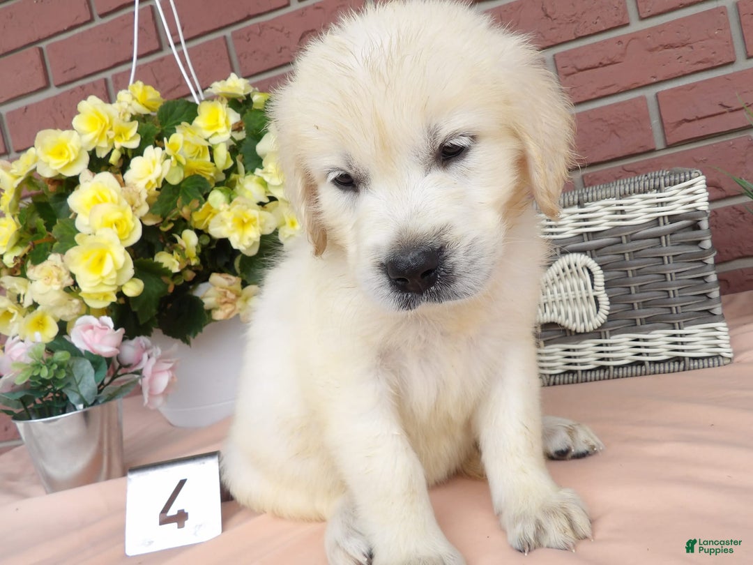 Golden Retriever dogs for sale: Sally - Image 1