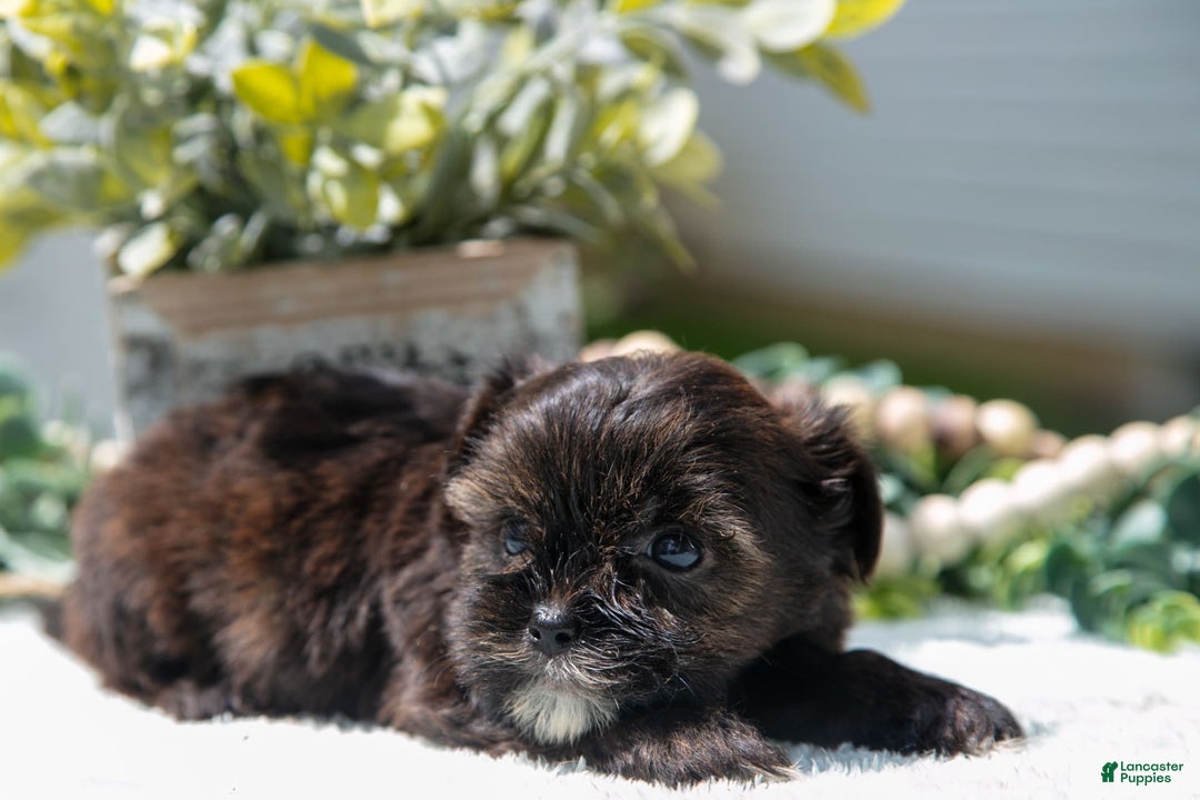 Shorkie dogs for sale: Link - Image 3