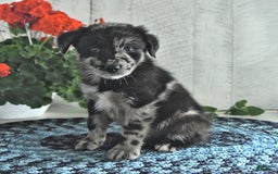 Miniature Australian Shepherd dogs for sale: Prince - Image 3