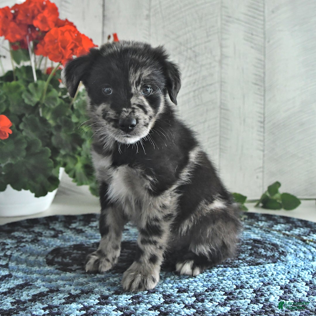 Miniature Australian Shepherd dogs for sale: Prince - Image 3