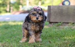 Cockapoo dogs for sale: Angela - Image 15