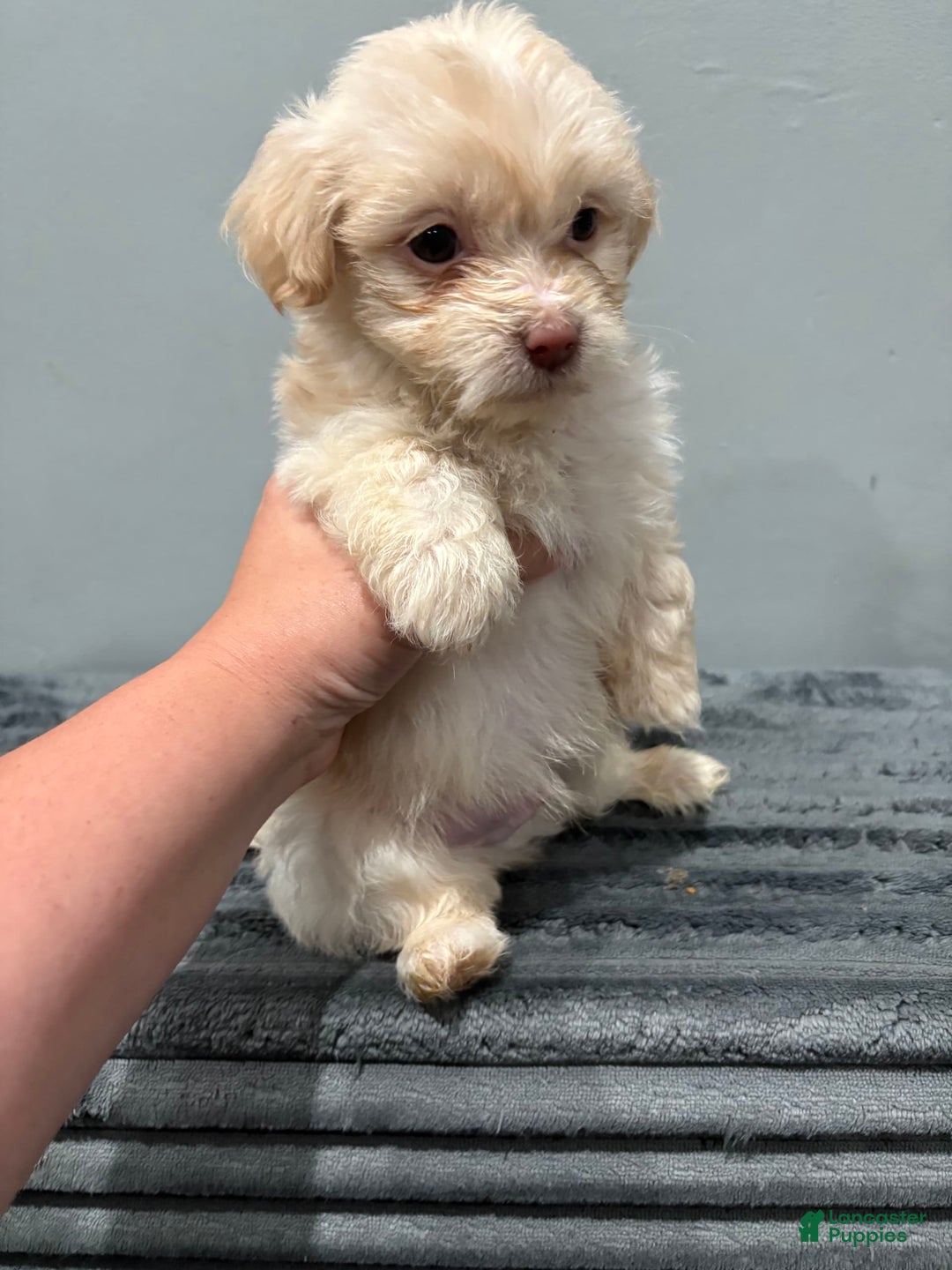 Malshi dogs for sale: Chooch - Image 3