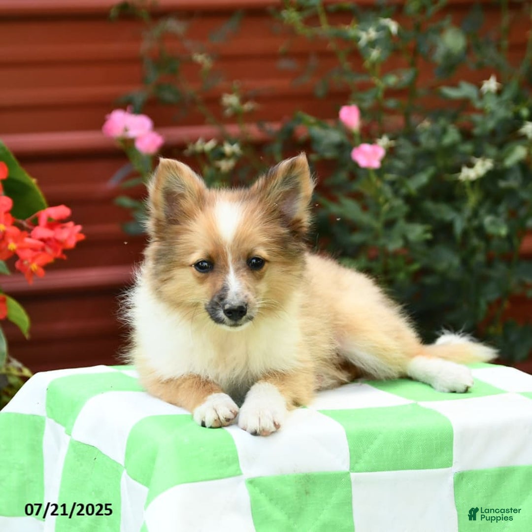 Shetland Sheepdog dogs for sale: Peaches - Image 6