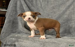 Boston Terrier dogs for sale: Loki - Image 3