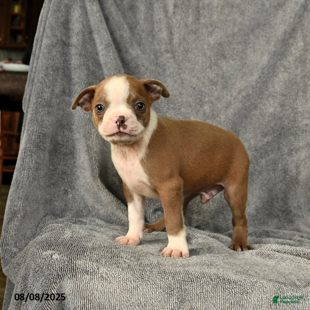 Boston Terrier dogs for sale: Loki - Image 3
