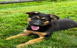 German Shepherd dogs for sale: Drama Girl - Image 3