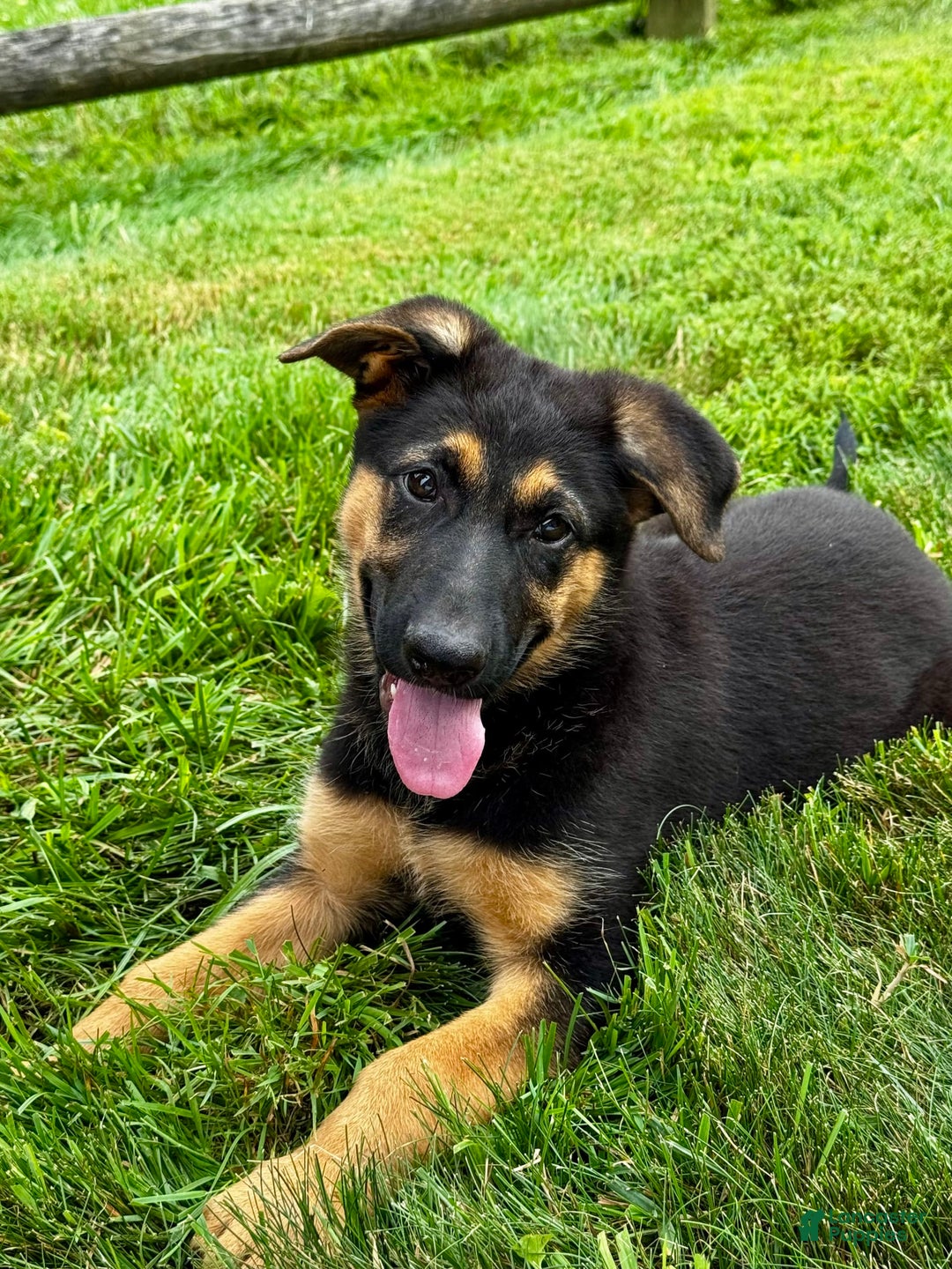 German Shepherd dogs for sale: Drama Girl - Image 3
