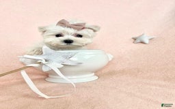 Maltese dogs for sale: Dixie - Image 1