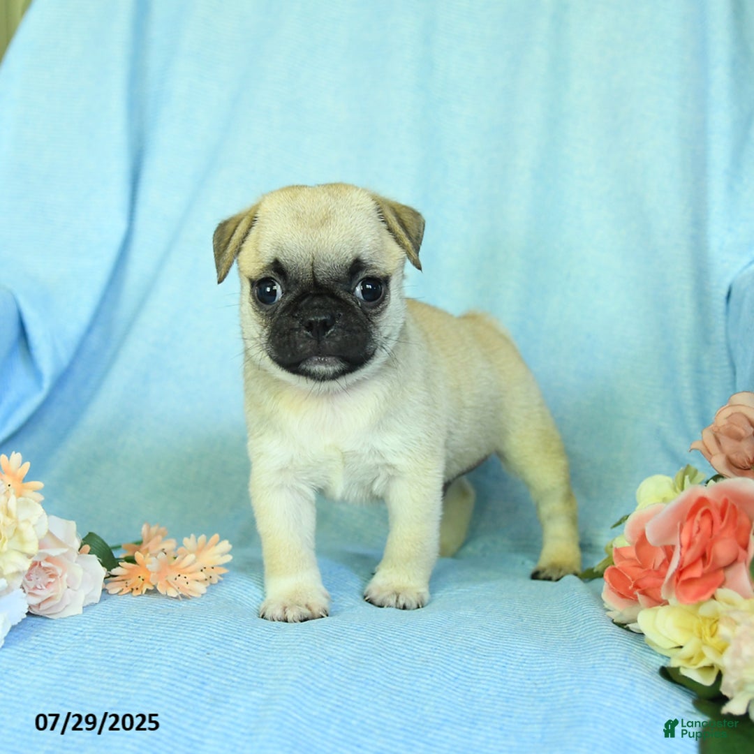 Pug dogs for sale: Bingo - Image 5