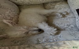 West Highland Terrier dogs for sale: Leo - Image 4