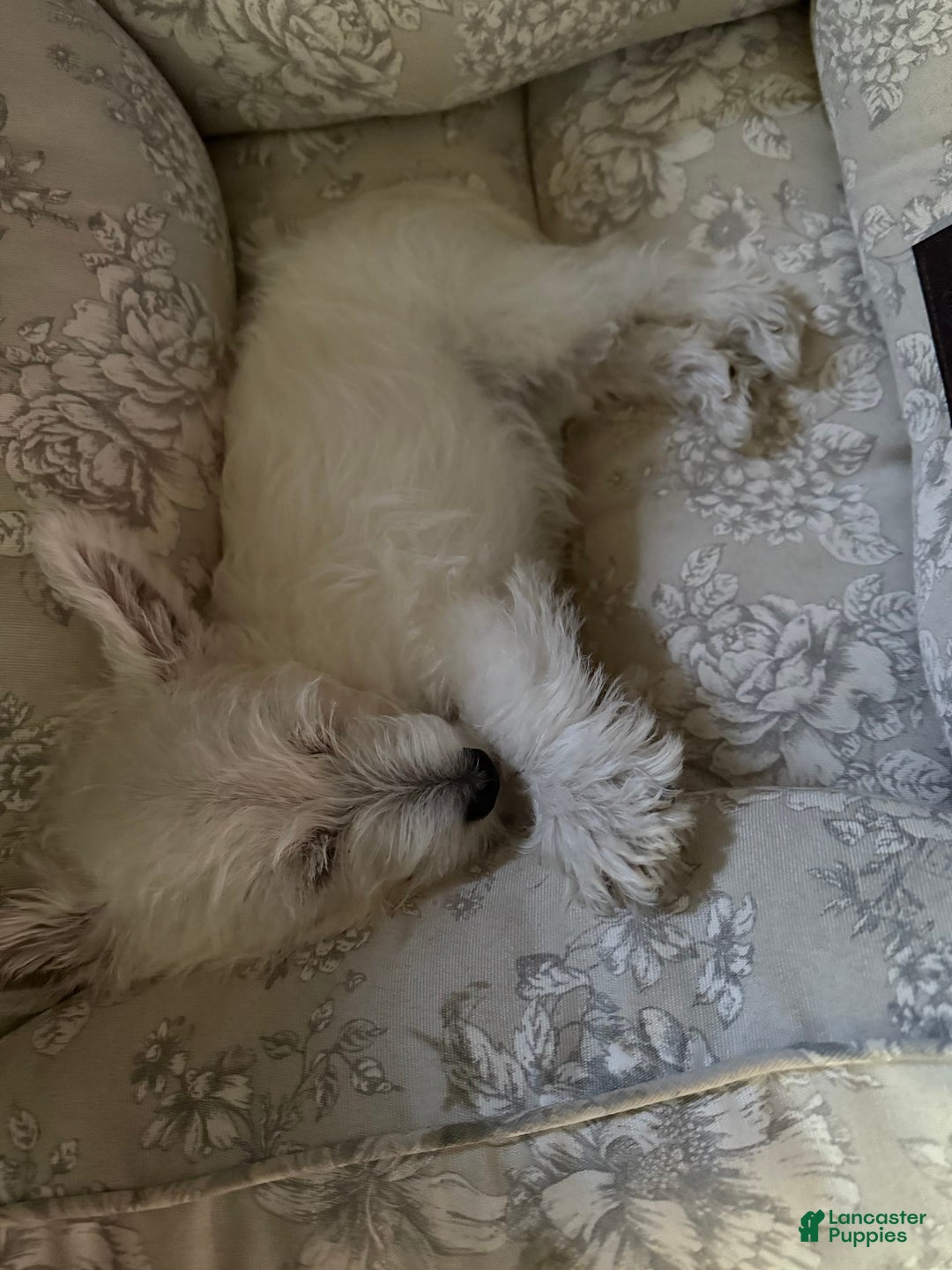 West Highland Terrier dogs for sale: Leo - Image 4