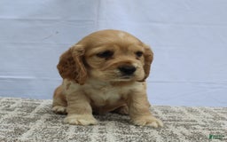 Cocker Spaniel dogs for sale: Reed - Image 9