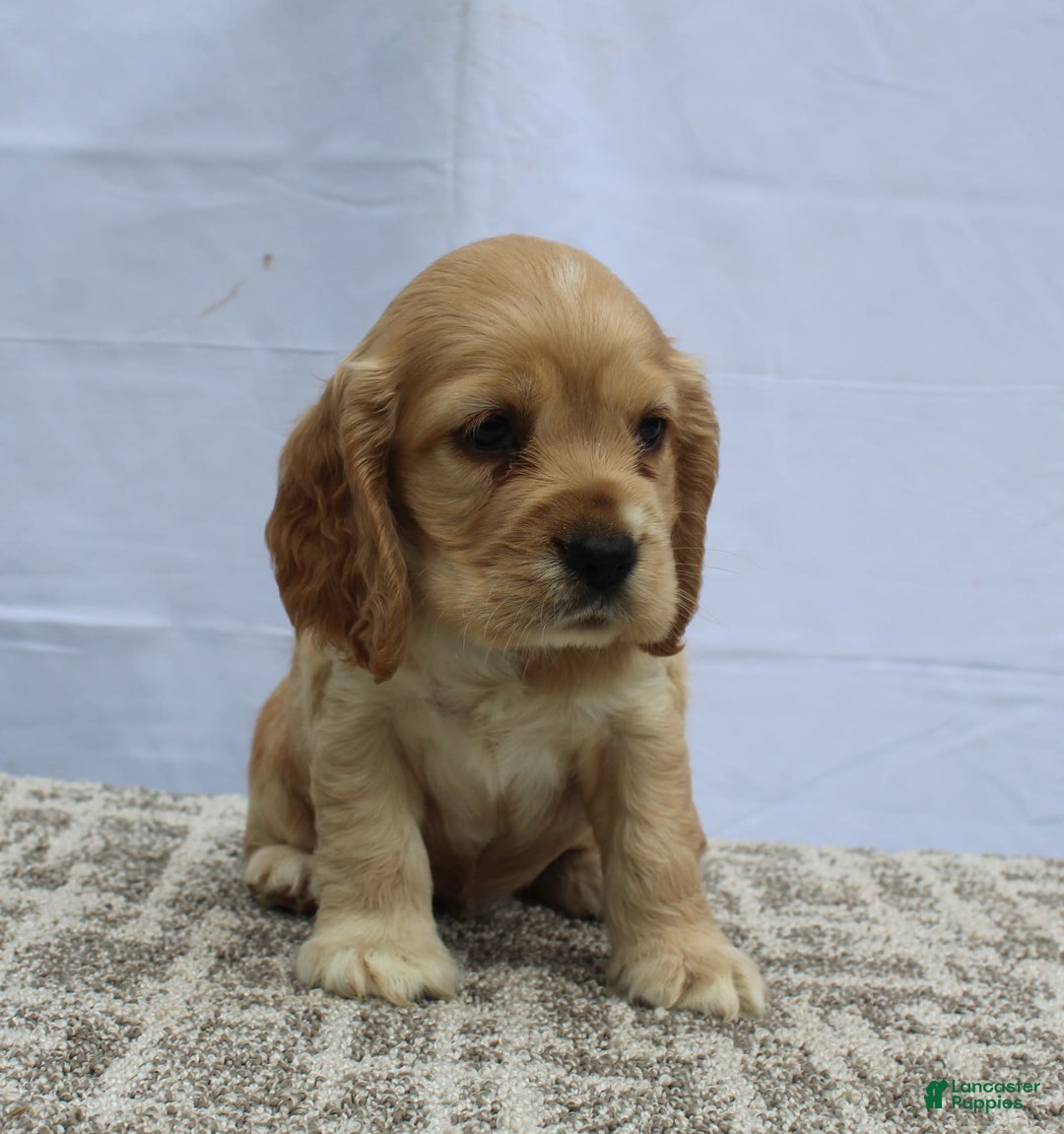 Cocker Spaniel dogs for sale: Reed - Image 9