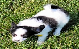 Papillon dogs for sale: Gilly - Image 4