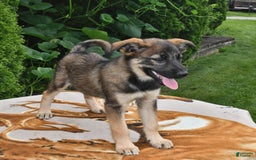 Norwegian Elkhound dogs for sale: Charlie - Image 2