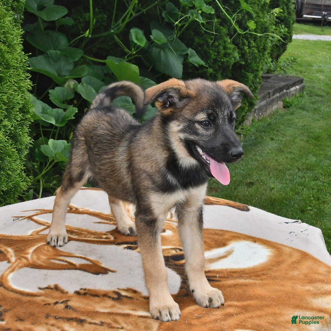 Norwegian Elkhound dogs for sale: Charlie - Image 2