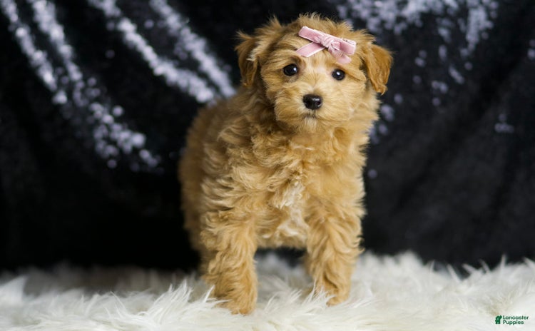 Maltipoo dogs - Advert 14