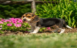 Beagle dogs for sale: Eclair - Image 9