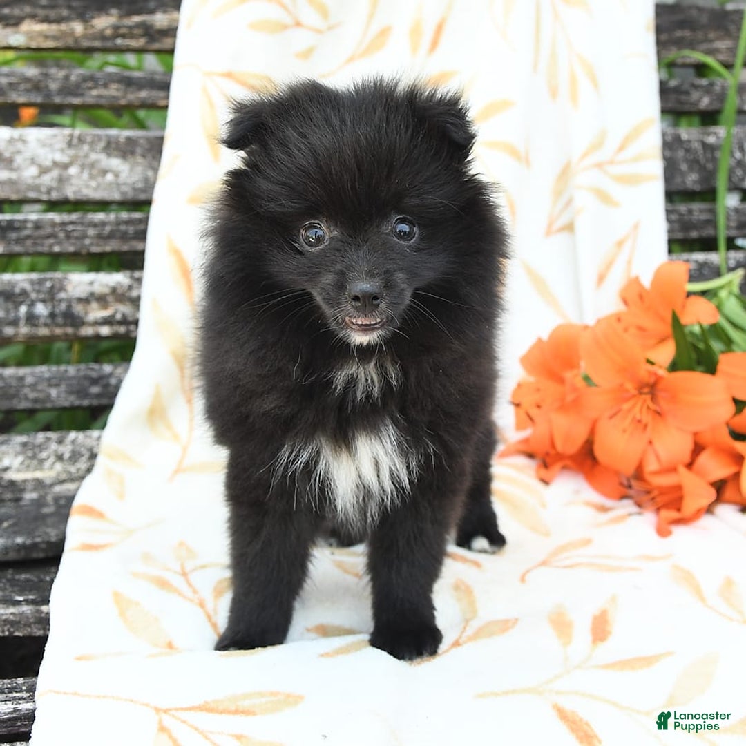Pomeranian dogs for sale: Jelly Bean - Image 8